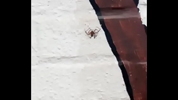 حار in. a spiderman مقاطع فيديو جديدة